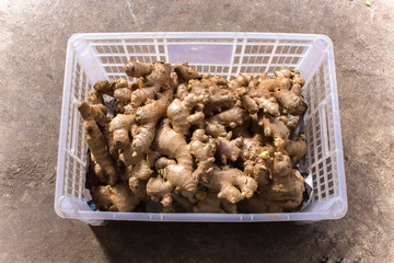top view closeup detail of ginger in open plastic transparent packaging container