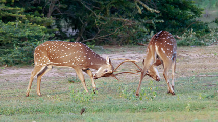 Deers fight, National park Sri Lanka