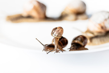 Garden snails isolated on white background