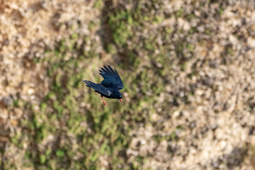 bird in flight