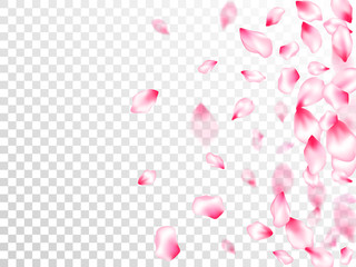 Spring blossom isolated petals flying
