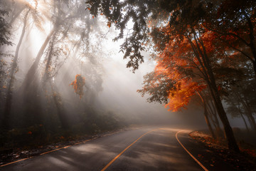 Forest road with sun rays in autumn