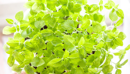 Fototapeta na wymiar Fresh young greens for making salads. selective focus. Healthy food.