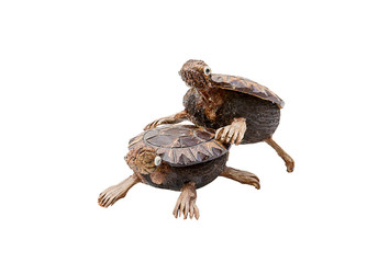 love : turtle toy on white background