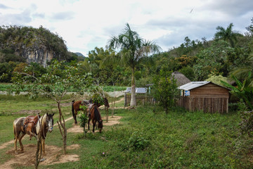 Guided horseback riding tour in the famous tourist destination and UNESCO Heritage Vinales valley, Pinar Del Rio, Cuba