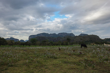 View of Cuban landscape in Vinales Valley National Park with tobacco farms, fields, plantations, hills, cows, beautiful Cuban nature and tropical vegetation. Vinales valley, Cuba