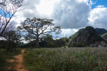 View of Cuban landscape in Vinales Valley National Park with tobacco farms, fields, plantations, hills, cows, beautiful Cuban nature and tropical vegetation. Vinales valley, Cuba