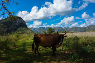 Brown cow standing on pasture in the famous tourist destination and UNESCO Heritage the Vinales valley, Pinar Del Rio, Cuba