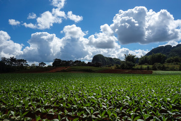Tobacco plantation in the famous tourist destination and UNESCO Heritage Vinales valley, Pinar Del Rio, Cuba