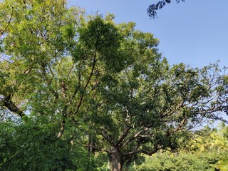 tree and blue sky