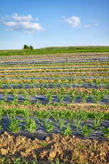 Agriculture landscape with celery and chives at sunset.