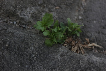 plant in soil