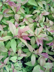 Green leaves
