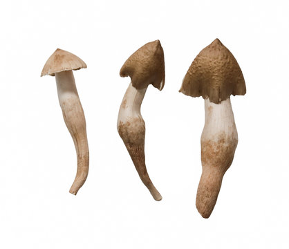 Thai mushroom ,termite mushroom isolated on white background
