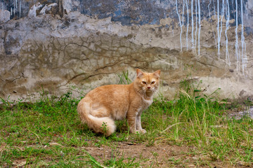 Portrait of a curious cat Scottish Straight isolated on natural background