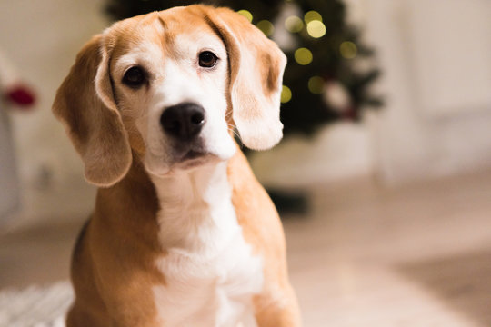 Beagle dog adorable portrait sitting at living room