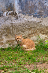 Portrait of a curious cat Scottish Straight isolated on natural background