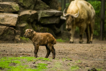 16.05.2019. Berlin, Germany. Zoo Tiagarden. The small child of a buffalo walks across the territory near family. Baby.
