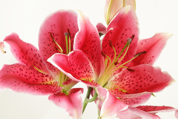Fototapeta premium Fleur de lys rouge -