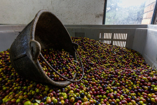 Box of olives in the mill waiting to be processed into extra virgin olive oil, Priorat, Tarragona, Catalonia, Spain