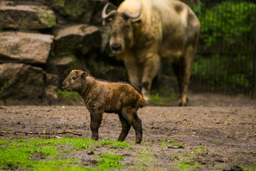 Fototapeta na wymiar 16.05.2019. Berlin, Germany. Zoo Tiagarden. The small child of a buffalo walks across the territory near family. Baby.