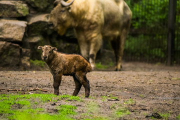 Fototapeta premium 16.05.2019. Berlin, Germany. Zoo Tiagarden. The small child of a buffalo walks across the territory near family. Baby.