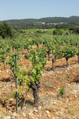 Fototapeta na wymiar Vignes de l'Hérault
