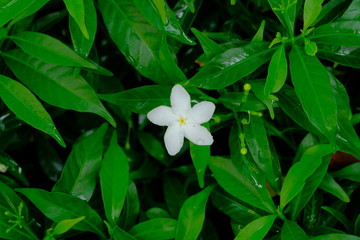 Gardenia or ervatamia very fresh after rain decorate in the garden.