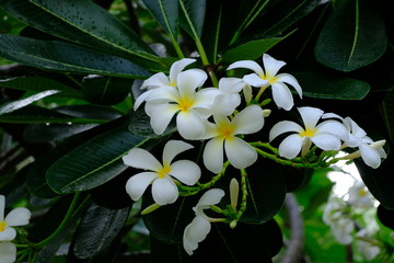 Fototapeta premium Plumeria flower very good smell after rain.