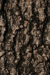 Wood surface very beauty in nature