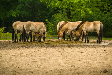 16.05.2019. Berlin, Germany. In the zoo Tiagarden the family of thoroughbred Przewalskis horse walks. Eat a grass.