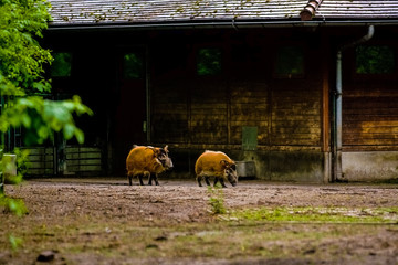 16.05.2019. Berlin, Germany. Zoo Tiagarden. Wild and red boars with twisted ears walk across the territory.