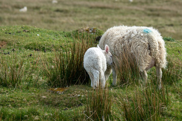 Obraz premium Isle of Skye Schottland / Schafe