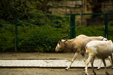 16.05.2019. Berlin, Germany. Zoo Tiagarden. Wild and white goats with twisted horns walk across the territory.