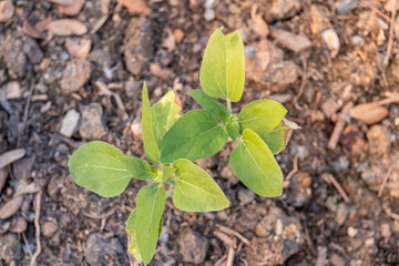 Young plant in the morning light on nature background.