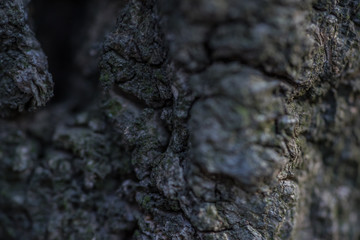 bark of a tree