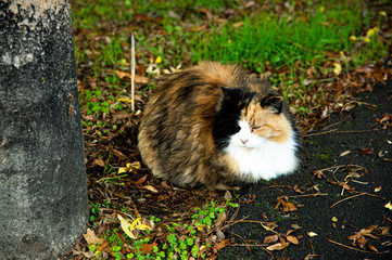 Adorable brown, black, and white color fluffy cat lay down on the dirt floor with green grass background.