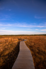 Fototapeta premium path in the field