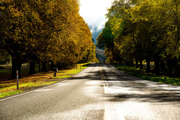 Obraz premium Beautiful colorful leaves of trees in autumn season on both side of empty road at Little River city in South Island, New Zealand.