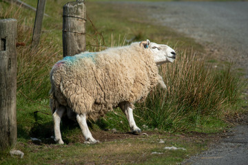 Isle of Skye Schottland / Schafe