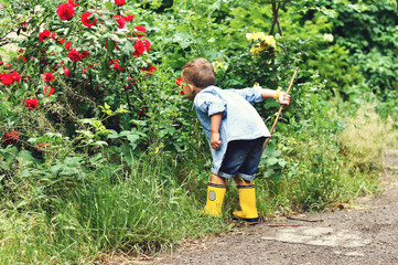 A three-year-old boy in yellow rubber boots and a denim blue shirt stands with a stick and smells big rose bushes