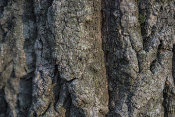 old tree bark