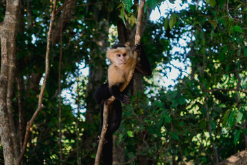 Fototapeta na wymiar Capuchin Monkey in Trees