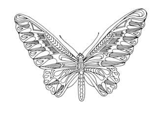 Butterfly graphics, suitable for illustrations, and for further work with her.