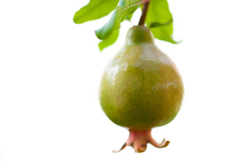 green pomegranate hanging on branch