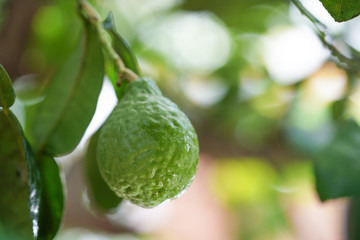 green bergamot on tree, herb for protect hair loss problem