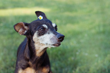PORTRAIT  SENIOR PINSCHER DOG WITH LEISHMANIASIS SYMPTOMS AGAINST GREEN GRASS AT THE PARK WITH A...