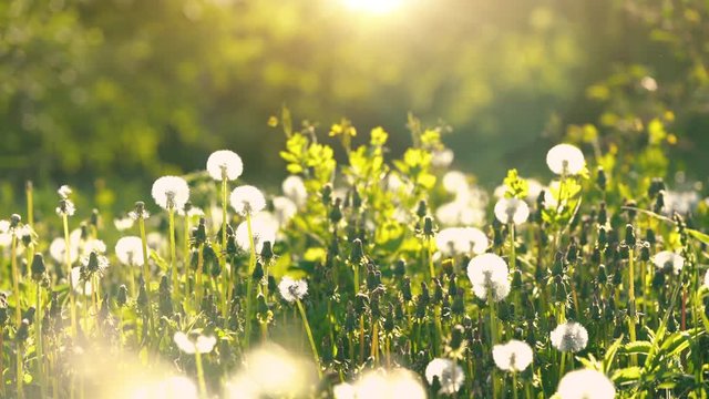 Dandelions on green sunny meadow. Summer concept.