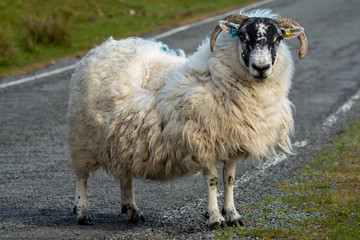 Isle of Skye Schottland / Schafe