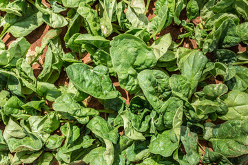Plantation of young and green spinach